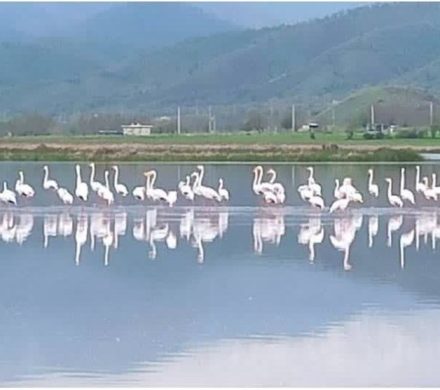 فلامینگوها مهمان دریاجه زریبار مریوان شدند