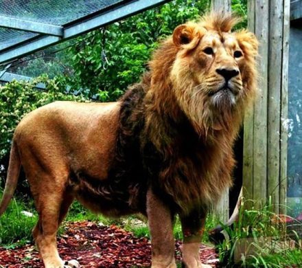 تعلیق مجوز محیط زیستی پارک حیاتوحش الیمالات نور