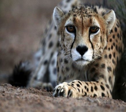 حضور دوباره یوزها در یوزکنام/ نشانه‌ای امیدبخش از حیات وحش ایران