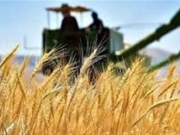 ۸ درصد طلب کشاورزان گندم‌کار اردبیل پرداخت شد‌