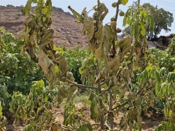 بحران در قطب انجیر ایران؛ باغات معمولان و پلدختر در آستانه نابودی