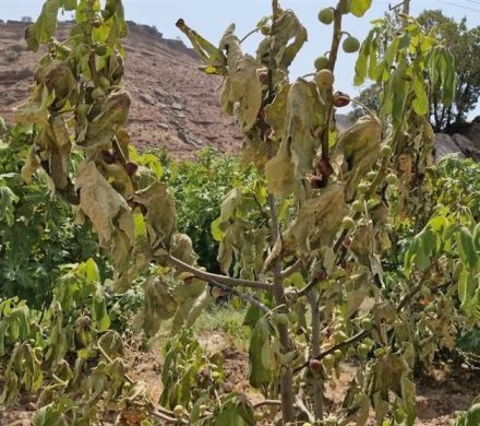 بحران در قطب انجیر ایران؛ باغات معمولان و پلدختر در آستانه نابودی