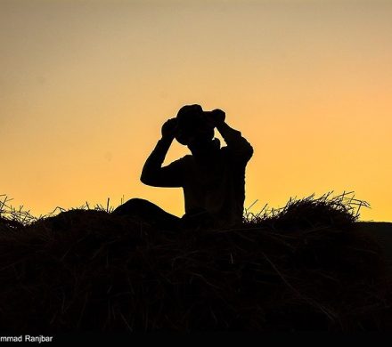 کشمکش بر سر آمار تولید برنج در کشور؛ واقعیت تولید یا منافع واردات؟
