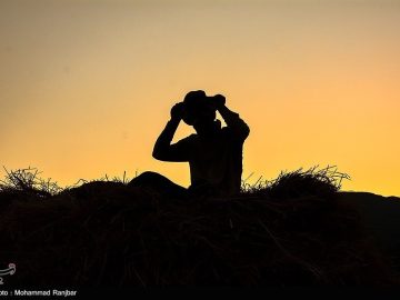 کشمکش بر سر آمار تولید برنج در کشور؛ واقعیت تولید یا منافع واردات؟