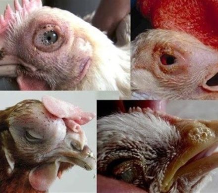 آغاز عملیات رایگان واکسیناسیون نیوکاسل طیور در کرمانشاه