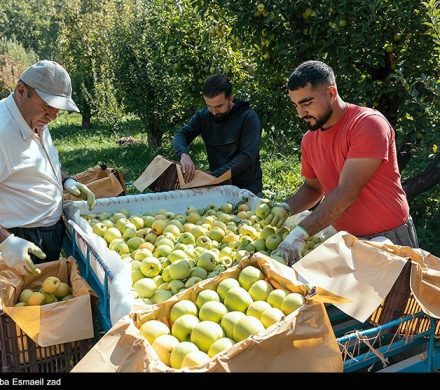 برداشت سیب در کهگیلویه و بویراحمد؛ دلالان برنده، کشاورزان بازنده+تصویر