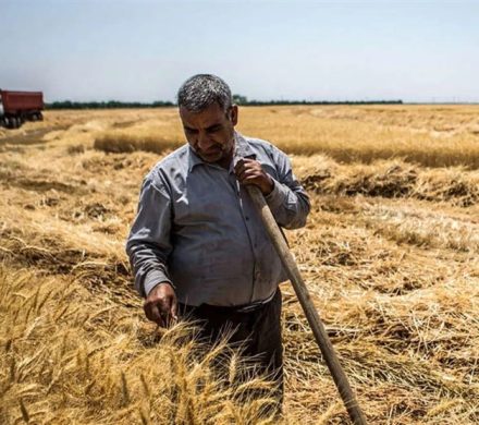 سردرگمی کشاورزان برای کشت گندم/ هشدار برای وابستگی بیشتر کشور به واردات