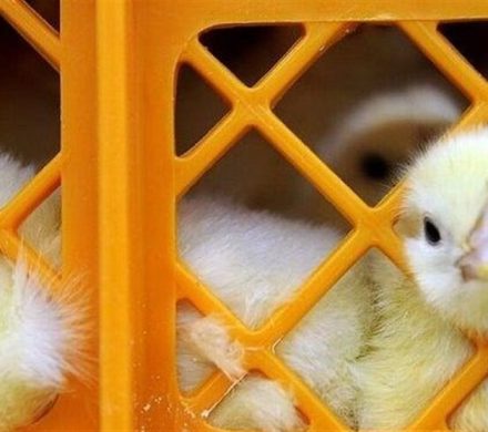 توزیع ۶ هزار جوجه مرغ بومی بین� اعضای صندوق‌های زنان روستایی� و عشایری