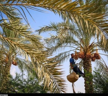برداشت ۱۷۲ هزار تن محصول از نخلستان‌های استان بوشهر