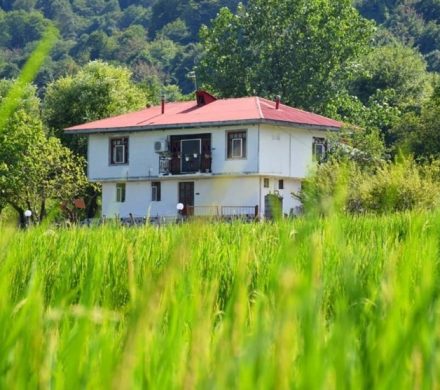 ویلاسازی در قلب شالیزارهای شمال/ مرگ زمین‌های پدری/ اینجا سوداگران زمین پیروزند!