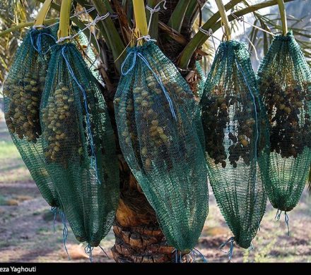 تولید خرمای پیارم در مهران با میانگین ۶۰ کیلوگرم در هر درخت