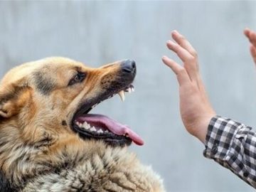 معاینه ۲۹ مصدوم گازگرفتگی سگ در پزشکی قانونی کرمانشاه