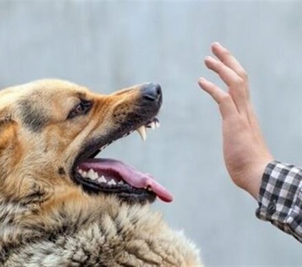 معاینه ۲۹ مصدوم گازگرفتگی سگ در پزشکی قانونی کرمانشاه