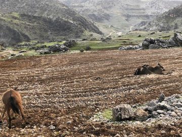 ممنوعیت شخم و شیار در اراضی ملی/با متخلفان برخورد قاطع می‌شود