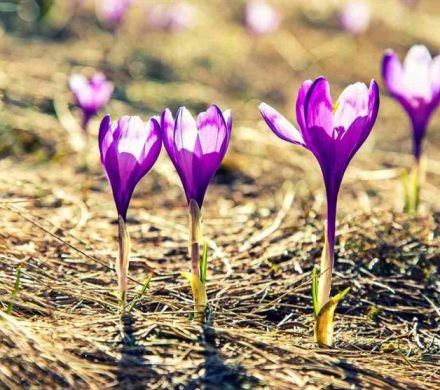 «نجات آب» ــ ۳۴ | گسترش گیاهان کم‌آب‌بر مانند زعفران، تریکاله، کینوا