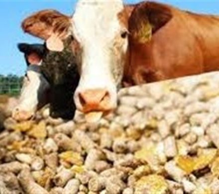 هشدار سازمان بازرسی به وزارت جهاد کشاورزی درباره نهادههای دامی