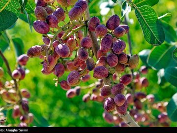افزایش ۳۰درصدی صادرات پسته خراسان رضوی
