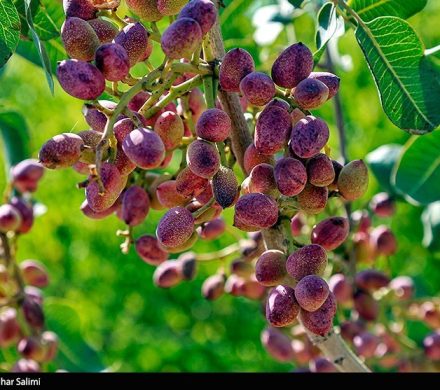 افزایش ۳۰درصدی صادرات پسته خراسان رضوی