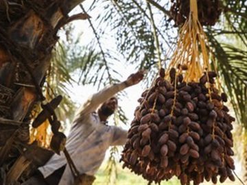 ۵ محصول کشاورزی از فهرست عوارض آب مجازی حذف شد