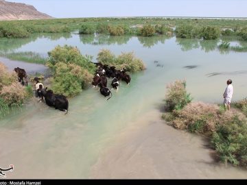 هم‌نوایی شاعران ایران برای احیای هامون تشنه در سیستان