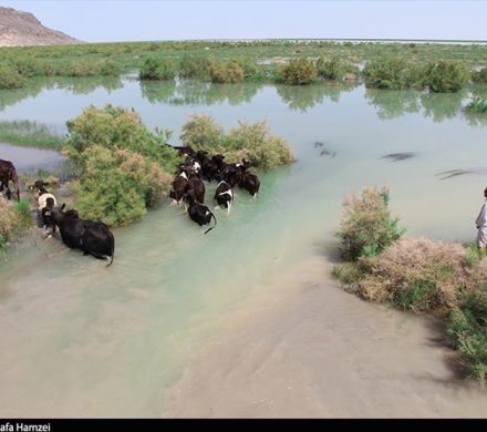 هم‌نوایی شاعران ایران برای احیای هامون تشنه در سیستان